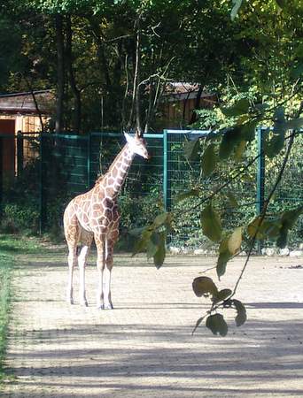 Giraffe im Nürnberger Zoo