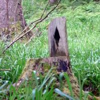 Stuhl im Wald