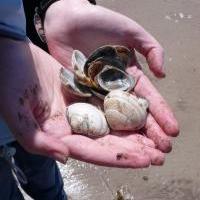 Muscheln