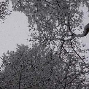 Winter in Ulm - III