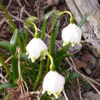 Frühling