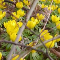 Frühling
